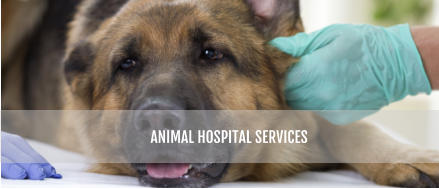 ANIMAL HOSPITAL SERVICES